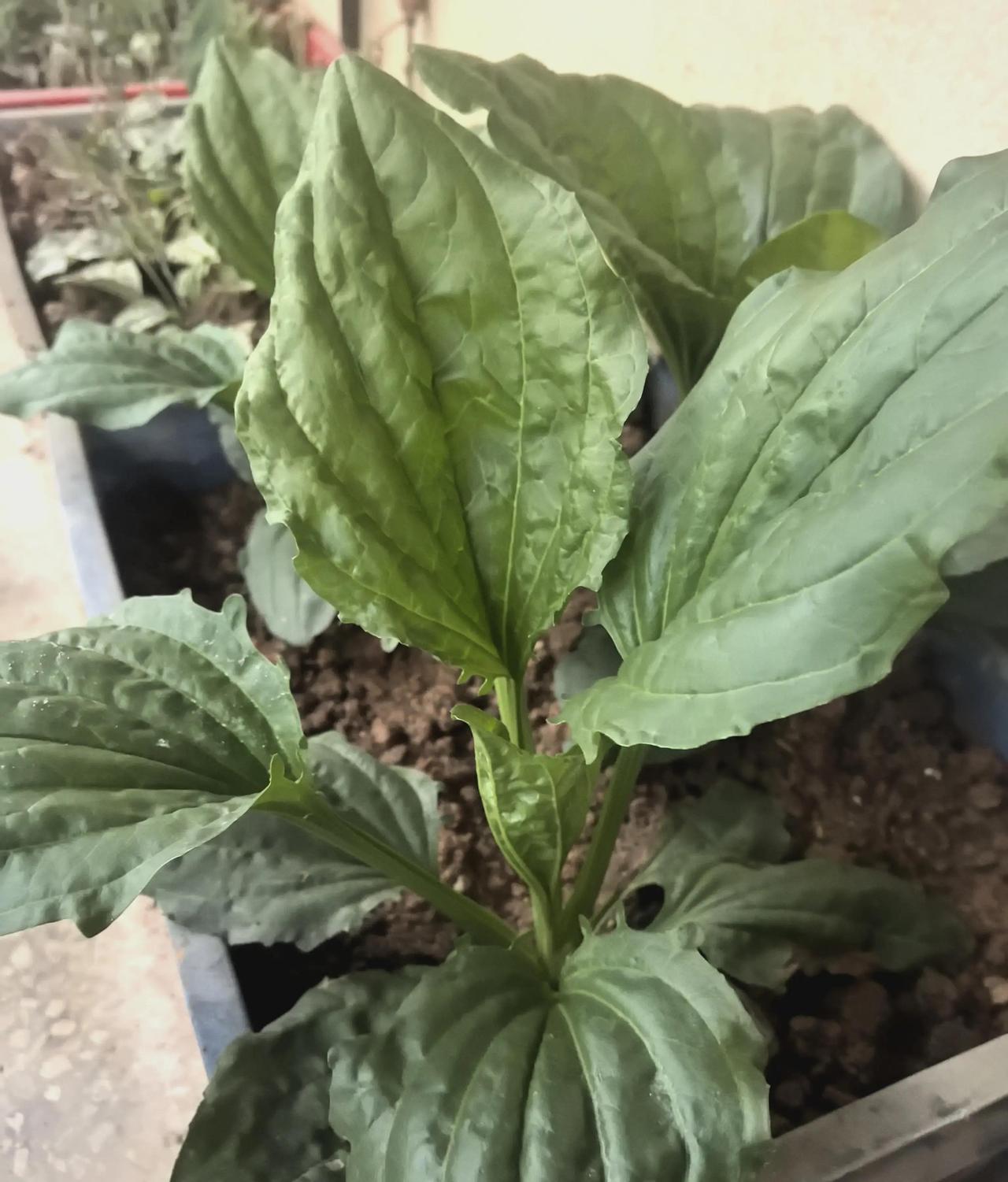 窗外那片绿油油的草地，总有芣苡藏在里面悄然冒头。去年春天，这种不起眼的植物在青草