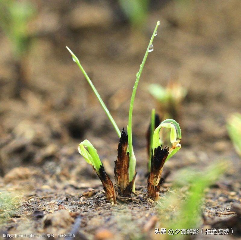 野火烧不尽，春风吹又生
 
再读白居易《赋得古原草送别》有感
 
小时候读“野火