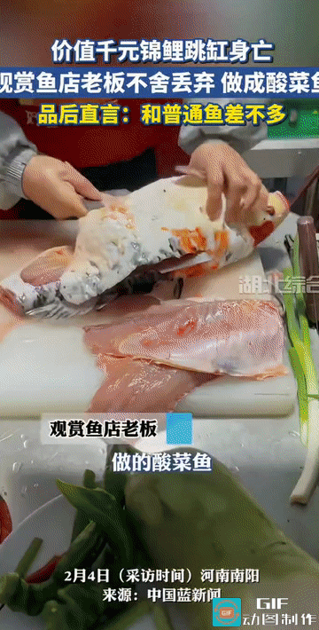 “既心疼又好笑！”河南南阳，一鱼店老板价值千元的观赏锦鲤意外跳缸死亡。在惋惜与不