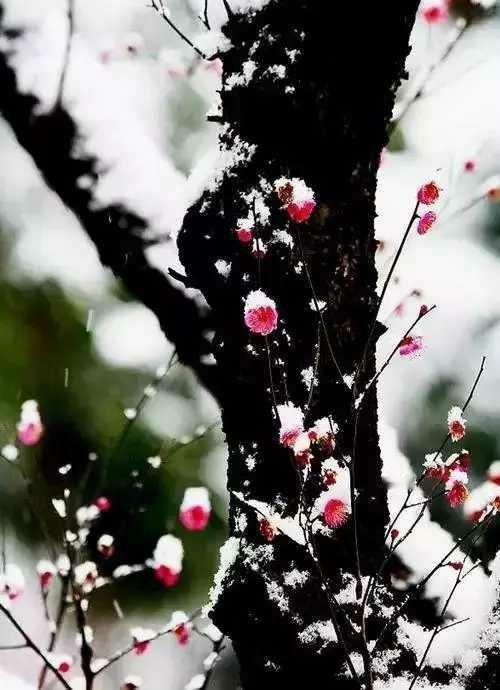 傲雪寒梅为君开。这就是中国风遇见艺术