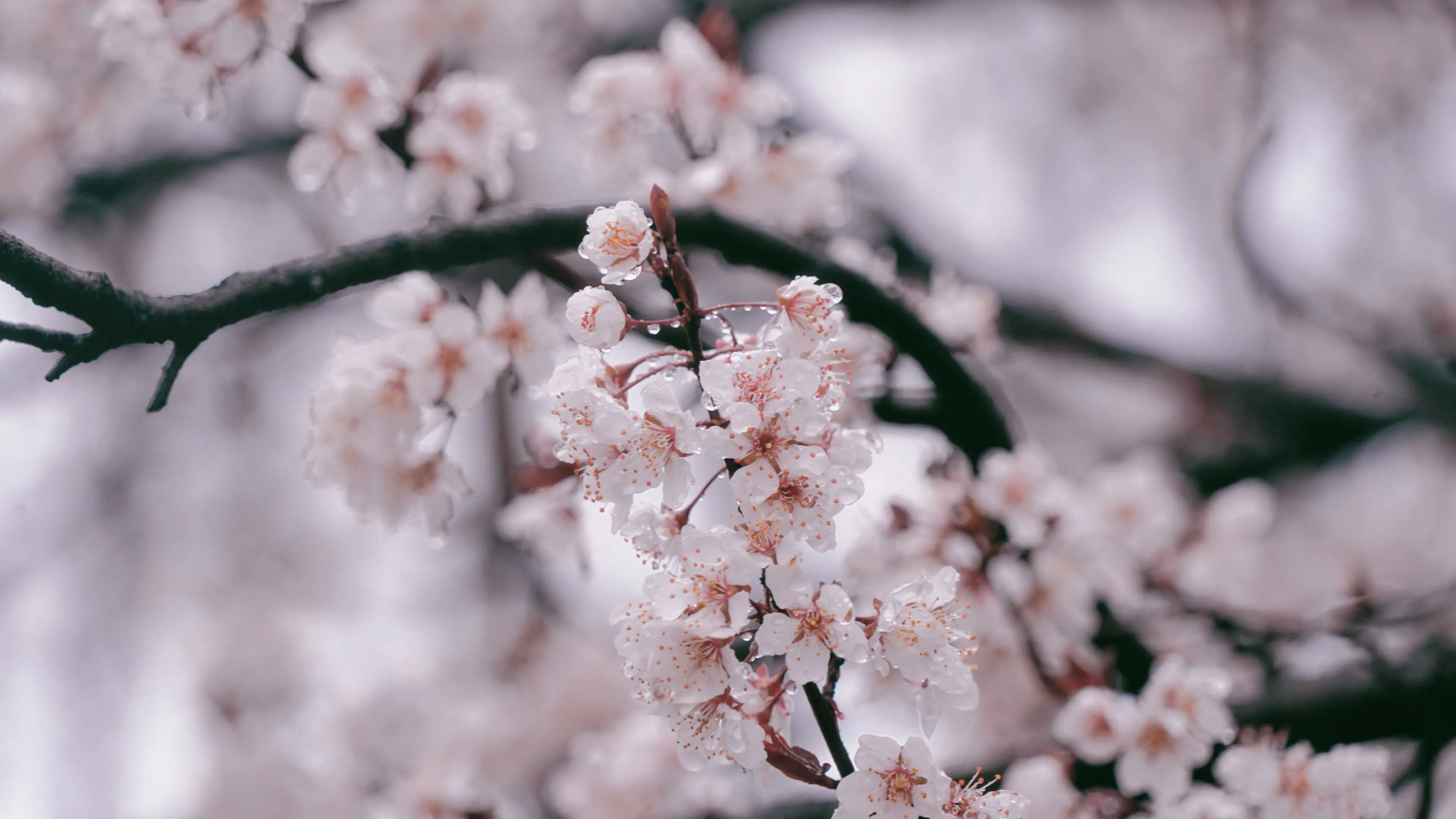 三月樱开，半城烟雪，一袖江南。