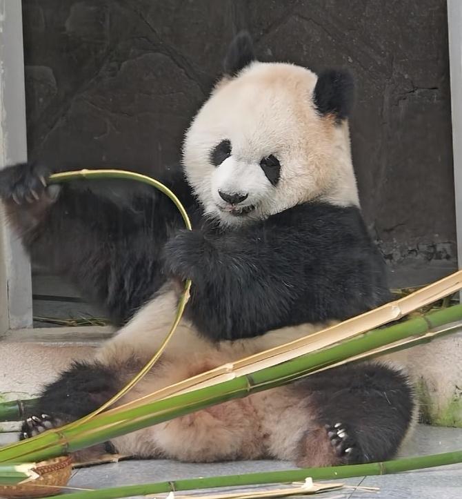 渝爱掰竹子好使劲儿啊，使出了好大的劲儿，边掰边呲牙，大家都开玩笑说它是跟萌二学的