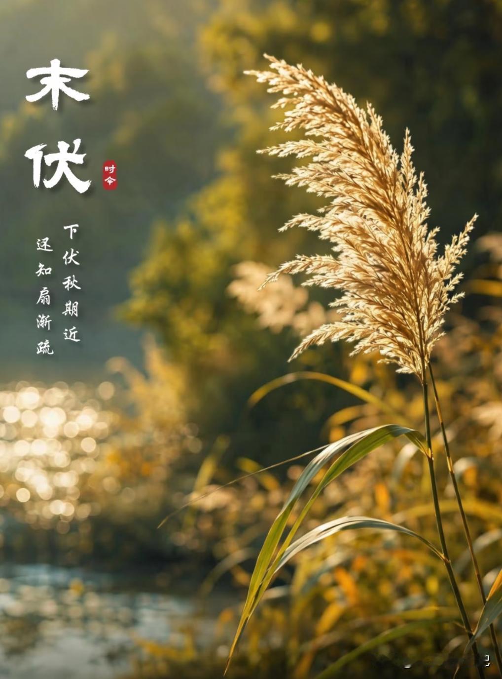 奉劝大家，
进入末伏后，
千万不要
盲目进补，
末伏这10天，三伏最后一程。有个