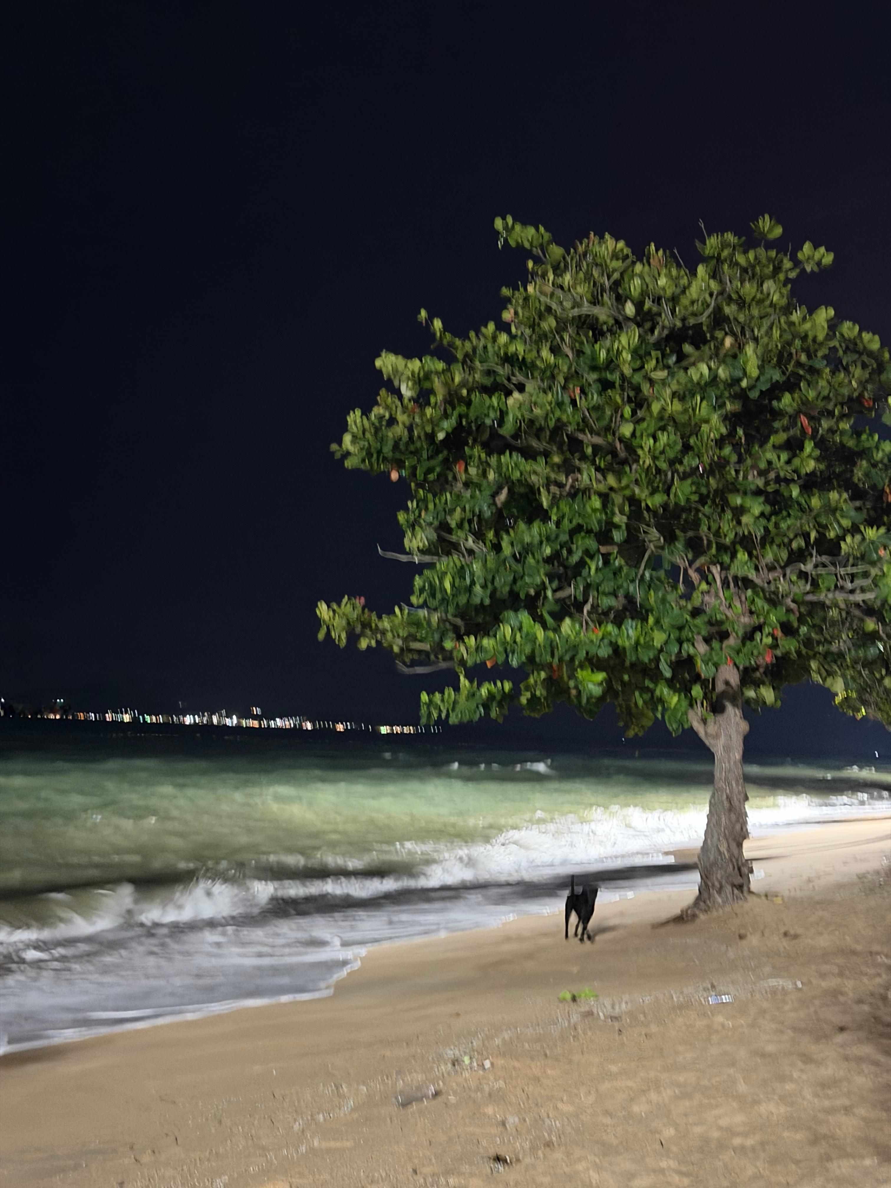 海边的大树🌳 泰国·芭堤雅乔木提恩海滩