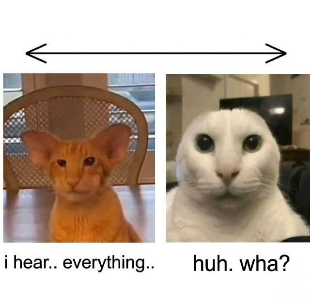 wha？ 