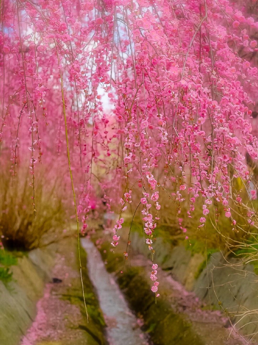 日本三重县 | 一定要去这片春光无限的花海