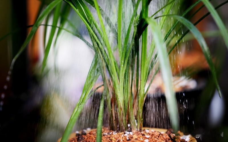 诗词赏析: 兰草吟
    孙延东
朱金凝瓣霞裁绮，翠叶垂云抱素心。
瘦茎挺玉涵