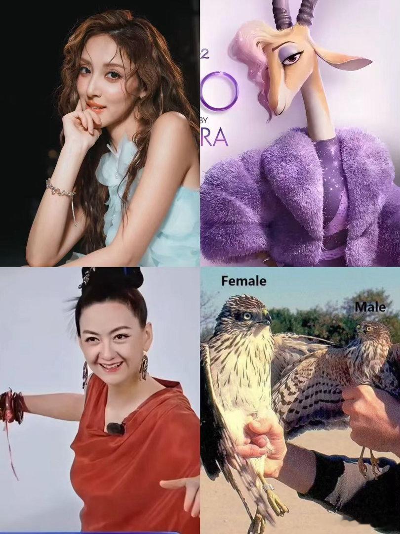 全力建设浪姐传神塑中 乘风2026