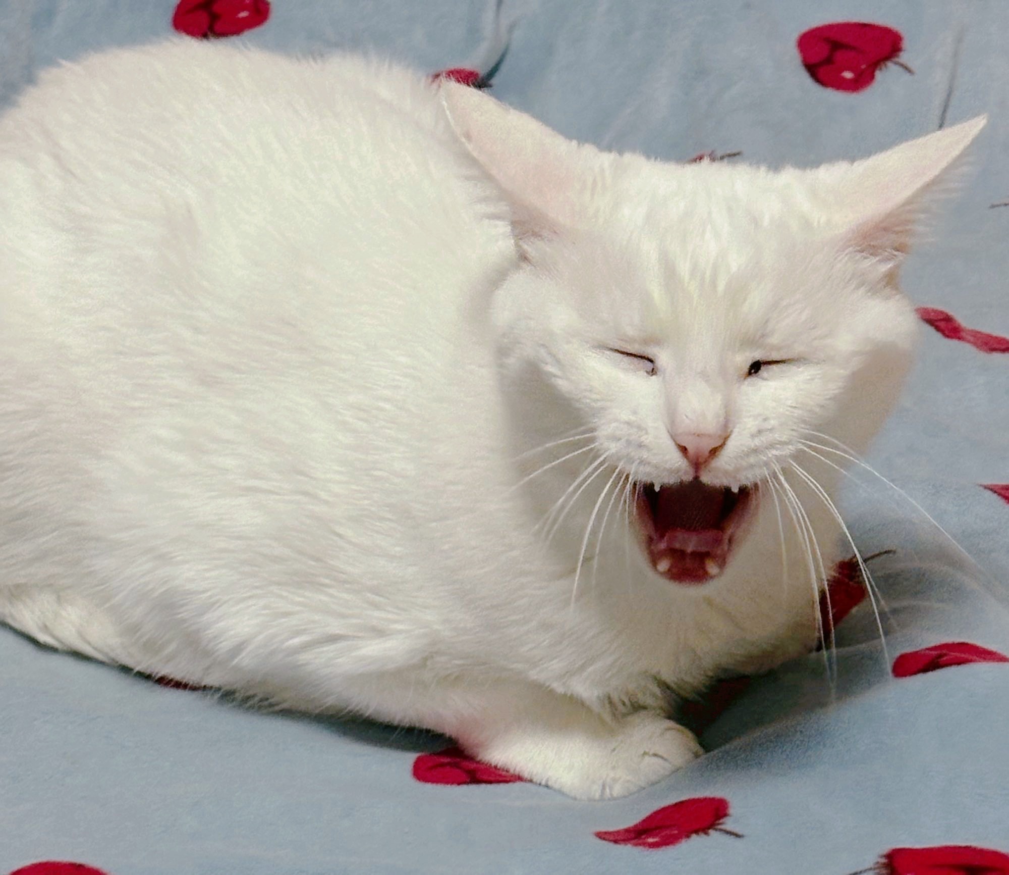 麦子和雪球 雪球安静的时候，表情很哲学，眼神里透着一种看破一切的淡然。偶尔我能抓