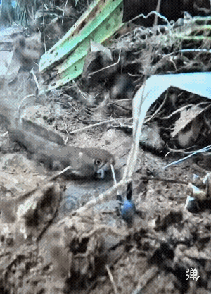 清晰度高，大鱼进窝小鱼靠边！[捂脸]