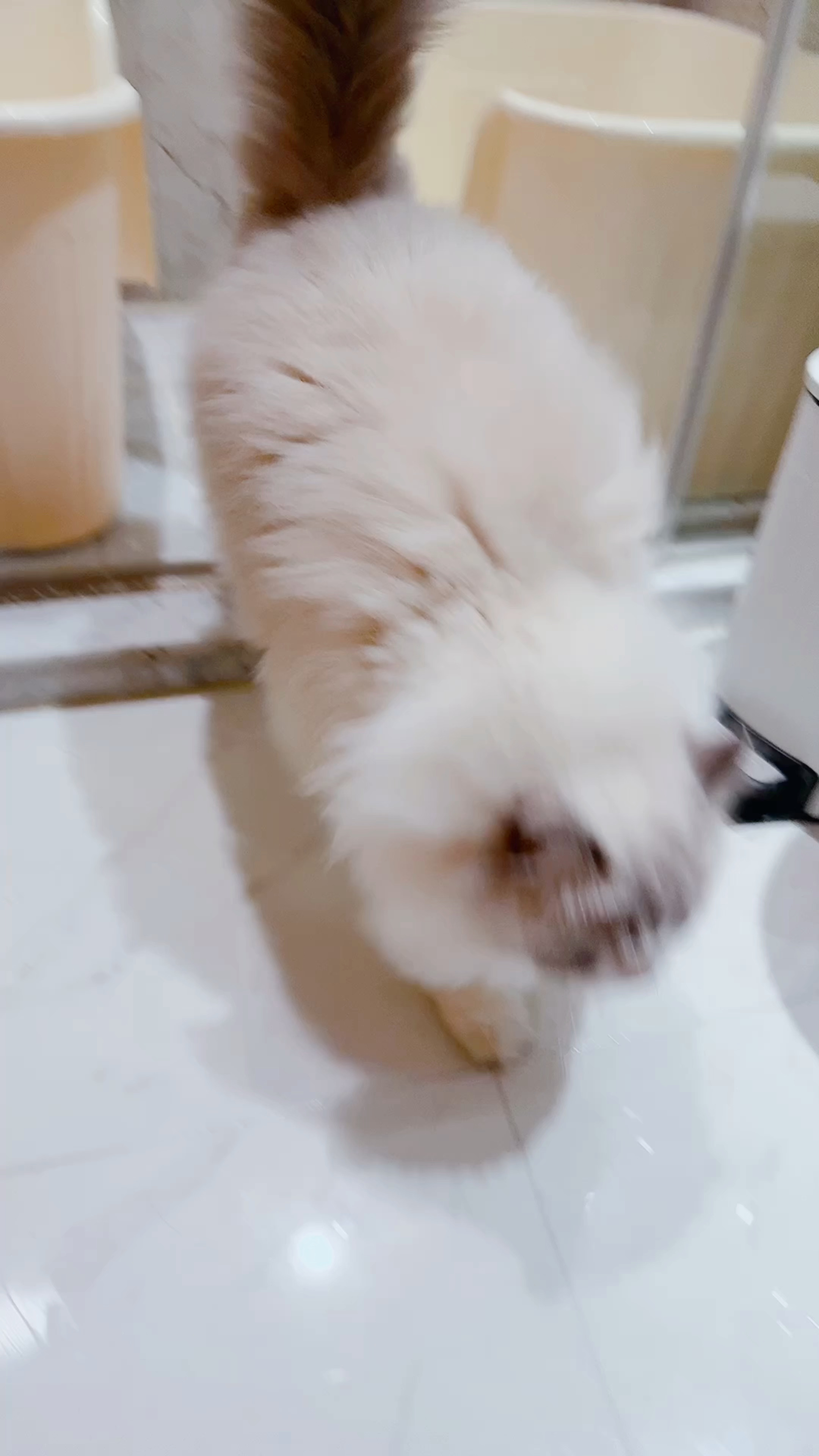 ………处女座，男猫，叠buff了。上个大号，好像怕💩追他一样……… 