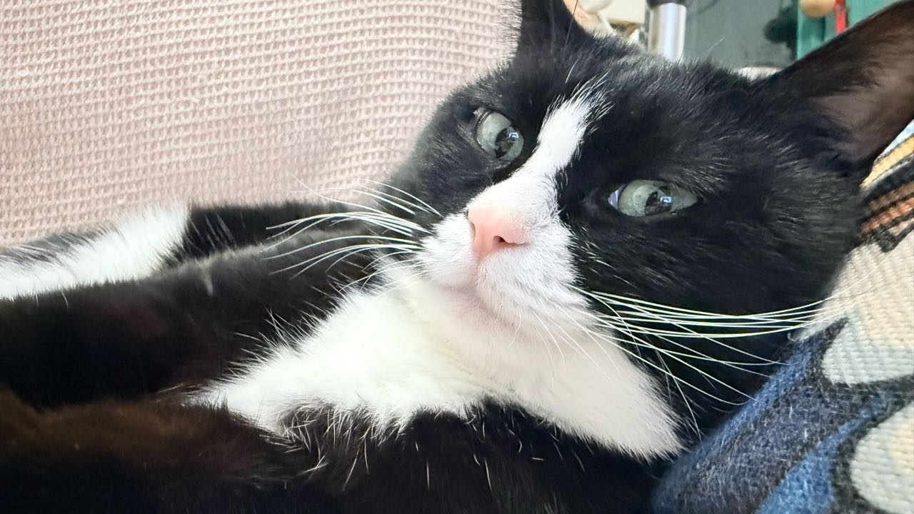 又要怎么害我daily奶牛猫 （投稿：） 