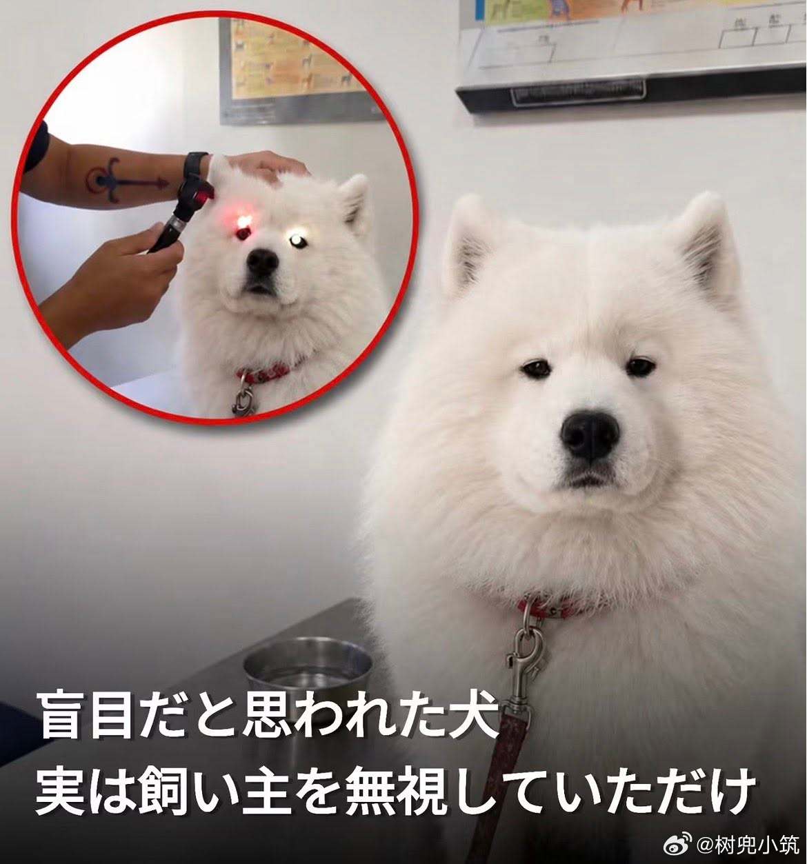 【 可能是最和平的新闻 】「以为他眼盲了，其实只是无视饲主而已[doge]」 ​