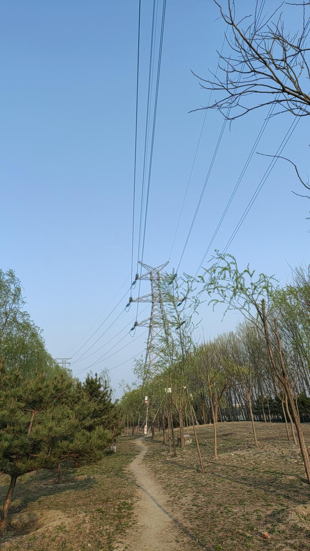 去松树地溜达一圈，天气真好，蓝蓝的天，翠绿的松树，还有一个个松塔，沿着小路一直走