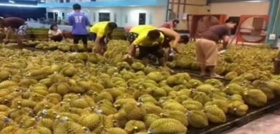 失去中国市场后，大量水果烂在地里卖不掉，现在开始后悔得罪中国。

中国海关202