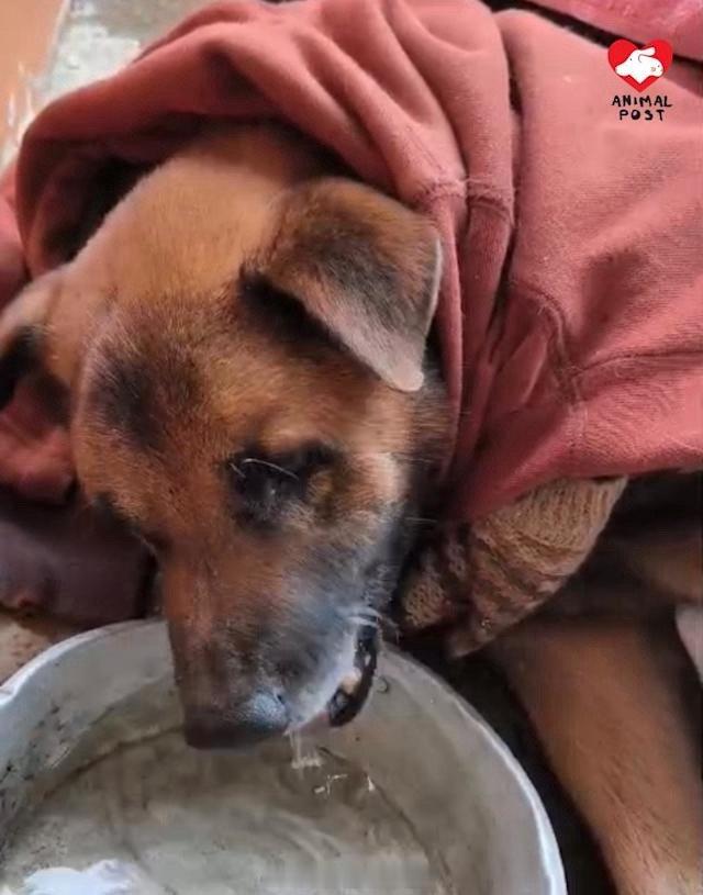要爱护动物狗狗猫「香港新界 收地悲歌.. 新界粉岭 癱瘓老狗獨遺空屋缺水缺糧..