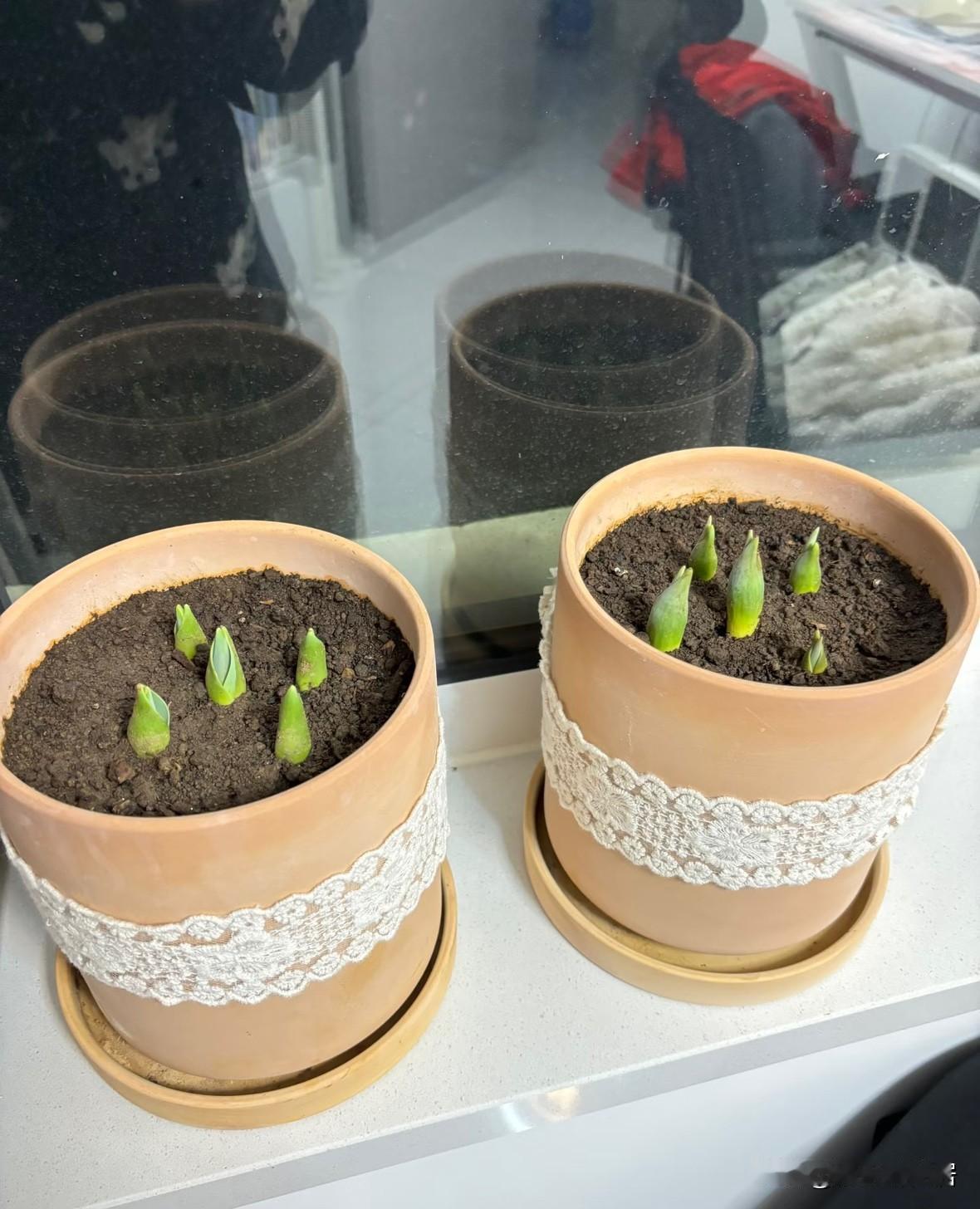 晒图笔记大赛闲来无事又买了几颗郁金香不知道今年能养成什么样，去年养的短粗短粗，不