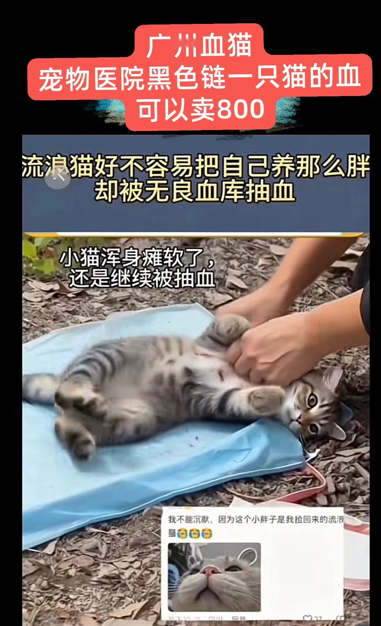 这事真的太黑了！广州有些宠物医院简直不是人，他们把流浪猫当移动血包，一只猫的血能