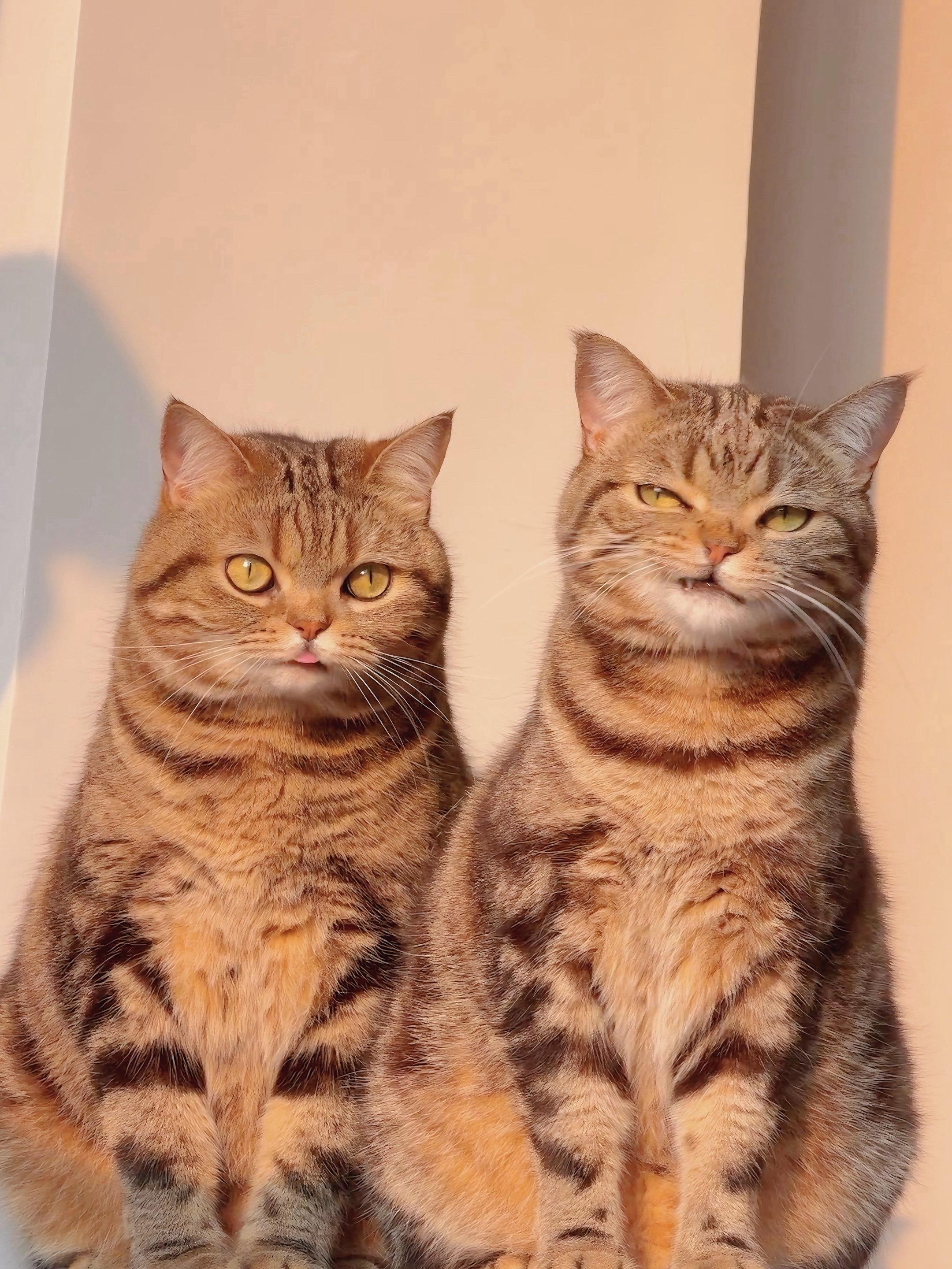 没头脑和不高兴！但是我觉得是一个拽姐，一个可爱妹