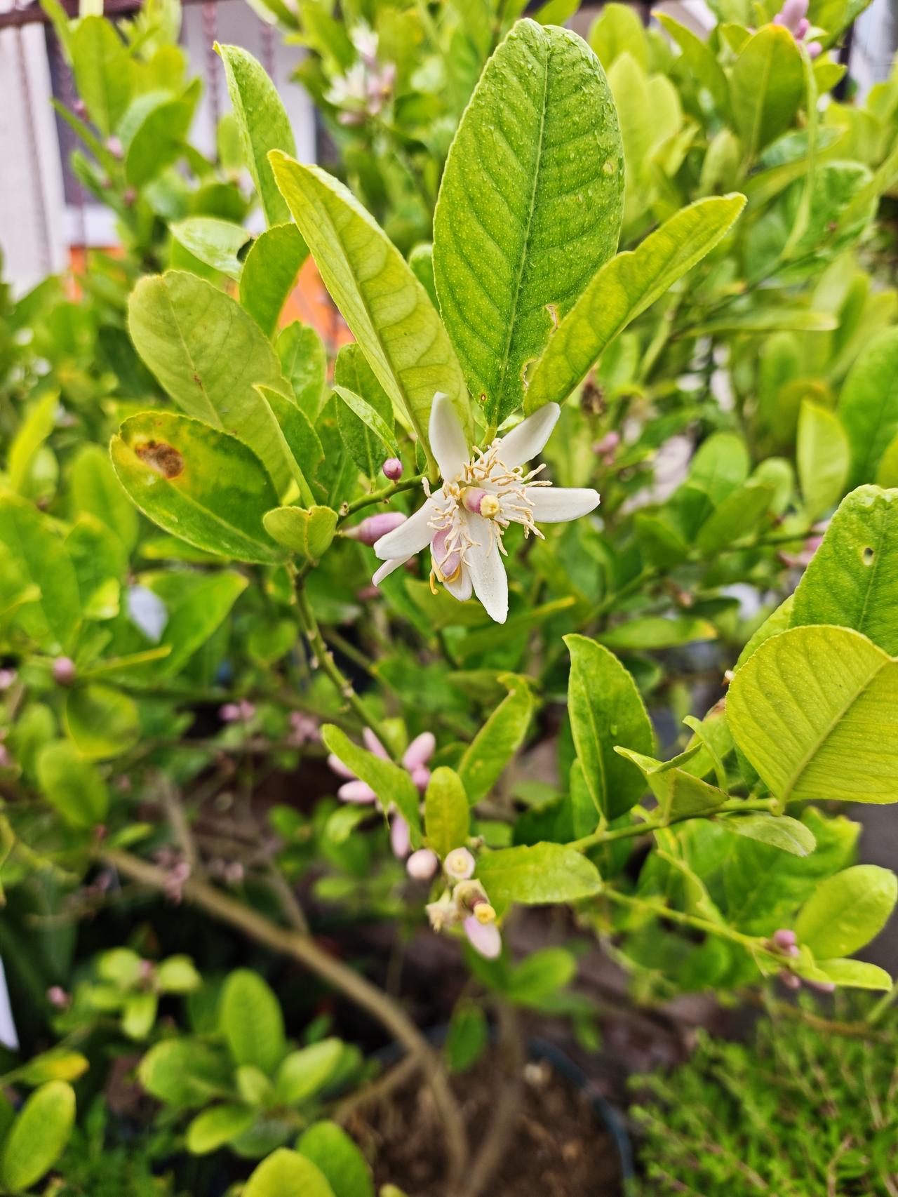 分享一张你最近拍的花柠檬🍋