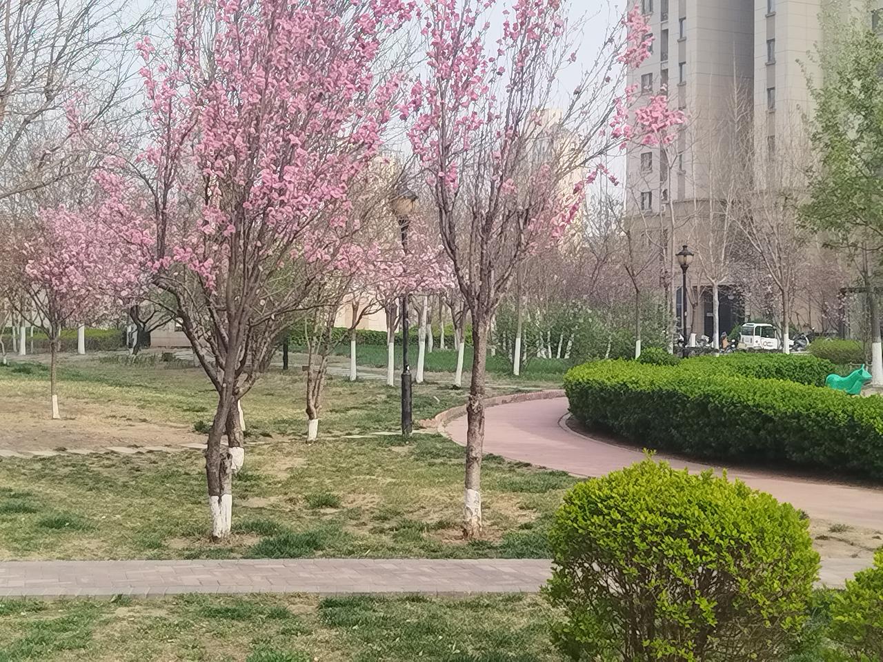 今天散步时，感觉到了春的气息
越来越浓
空气中洋溢着桃花的清香
美极了！