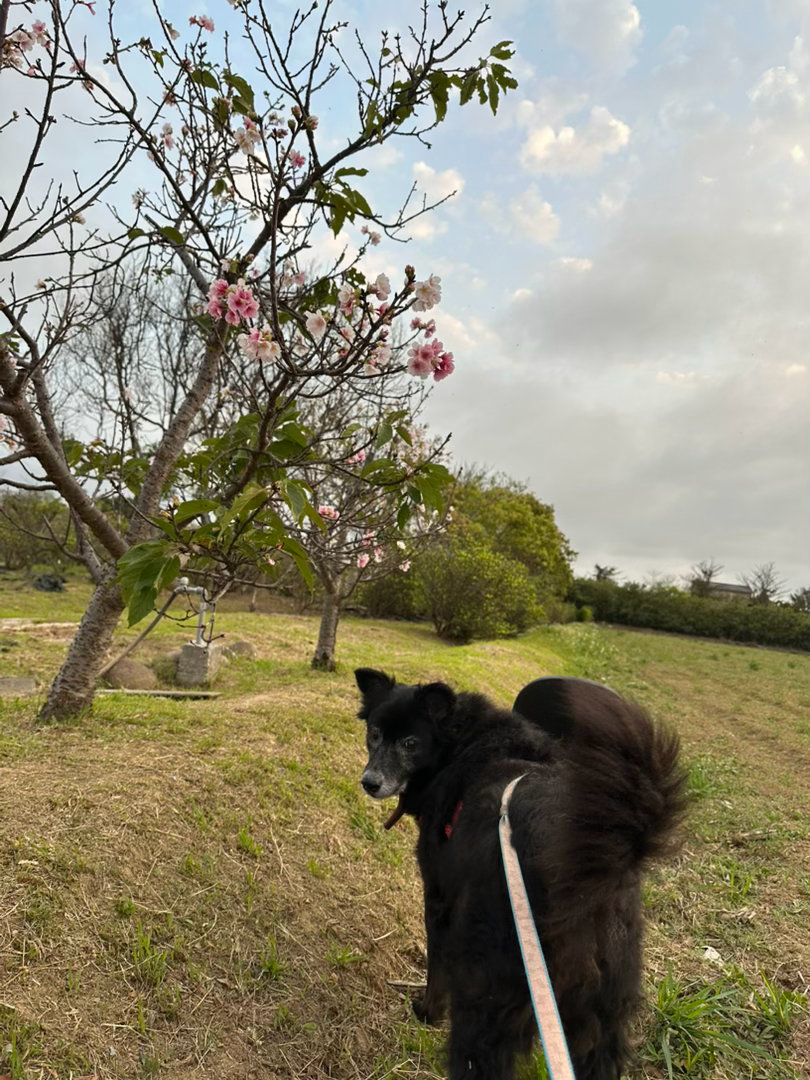 遛狗中，看到鄰居家的花圃櫻花開了，帶著我家緣緣來拍照
