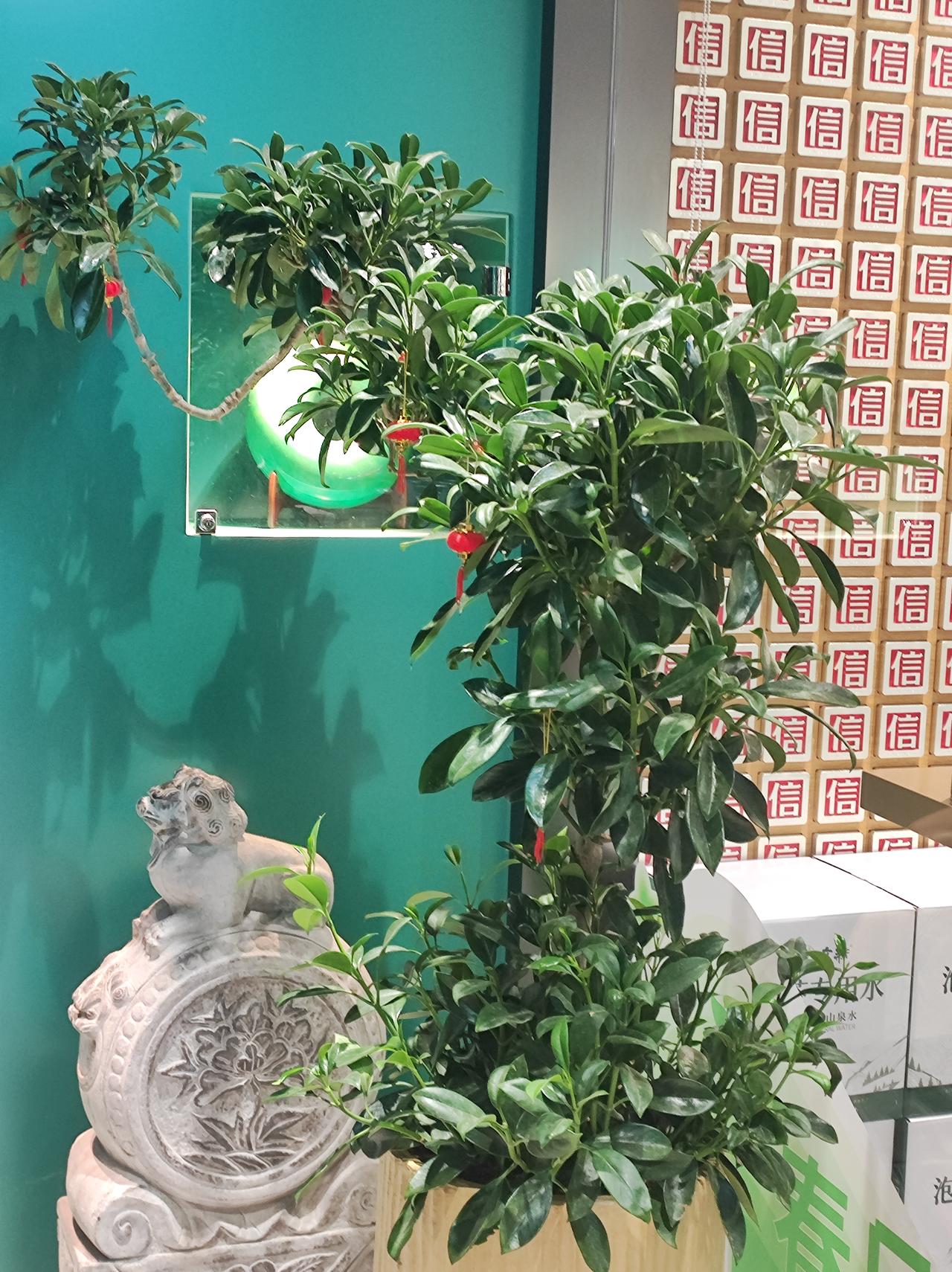 两棵茶树

附近有一个很大的茶店，开了很多年。今年大规模装修，让人眼前一亮，对茶