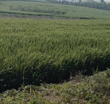 有人说，以前当好村干部靠威望，现在当好村干部则靠能力。其实威望和能力是相辅相成的