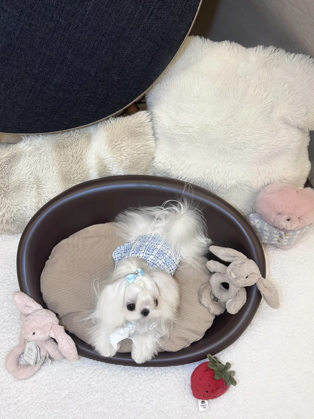 马尔济斯｜这里是小狗的地盘哦🐶