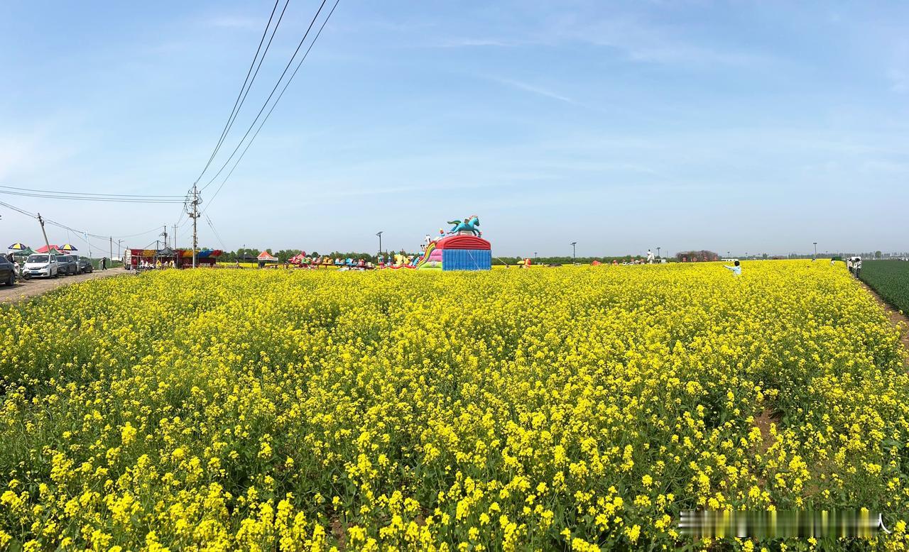 分享一张你拍的油菜花位于山东济南章丘平陵古城里的油菜花