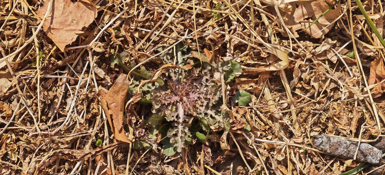 小区里有一株野菜，是什么菜？
       是苦菜，宽叶苦菜，真苦，根，洗干净后