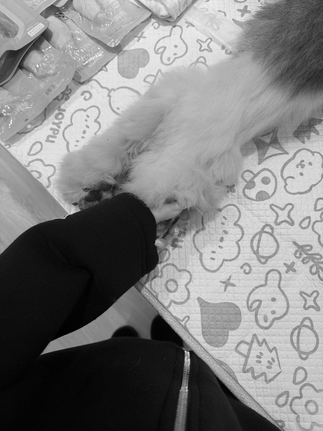 乖乖今天回到汪星了收养他的这两年他都过得特别开心谢谢闺蜜们隔三差五的问候和关心在