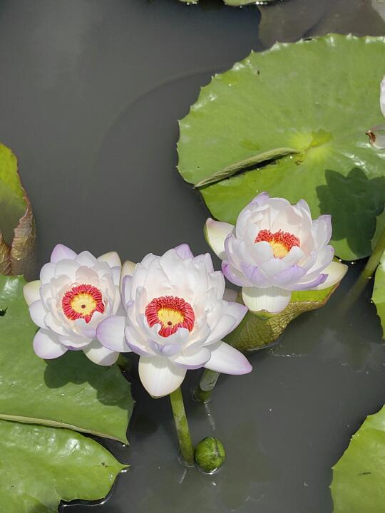 澳洲睡莲