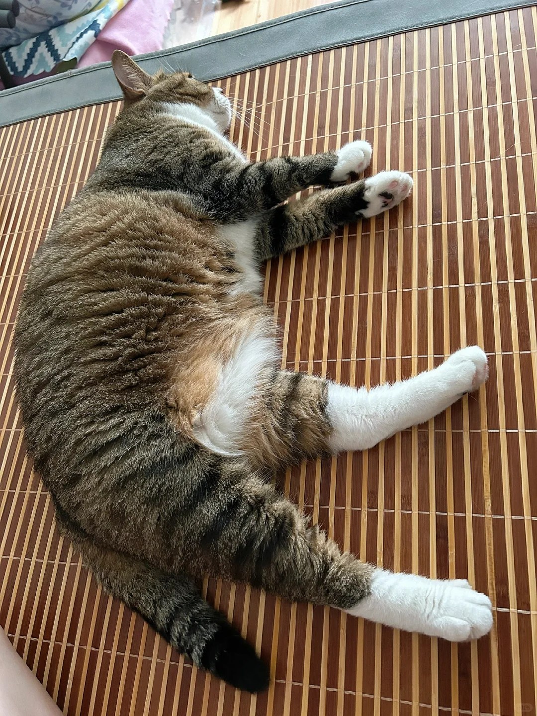 蓬松又柔软