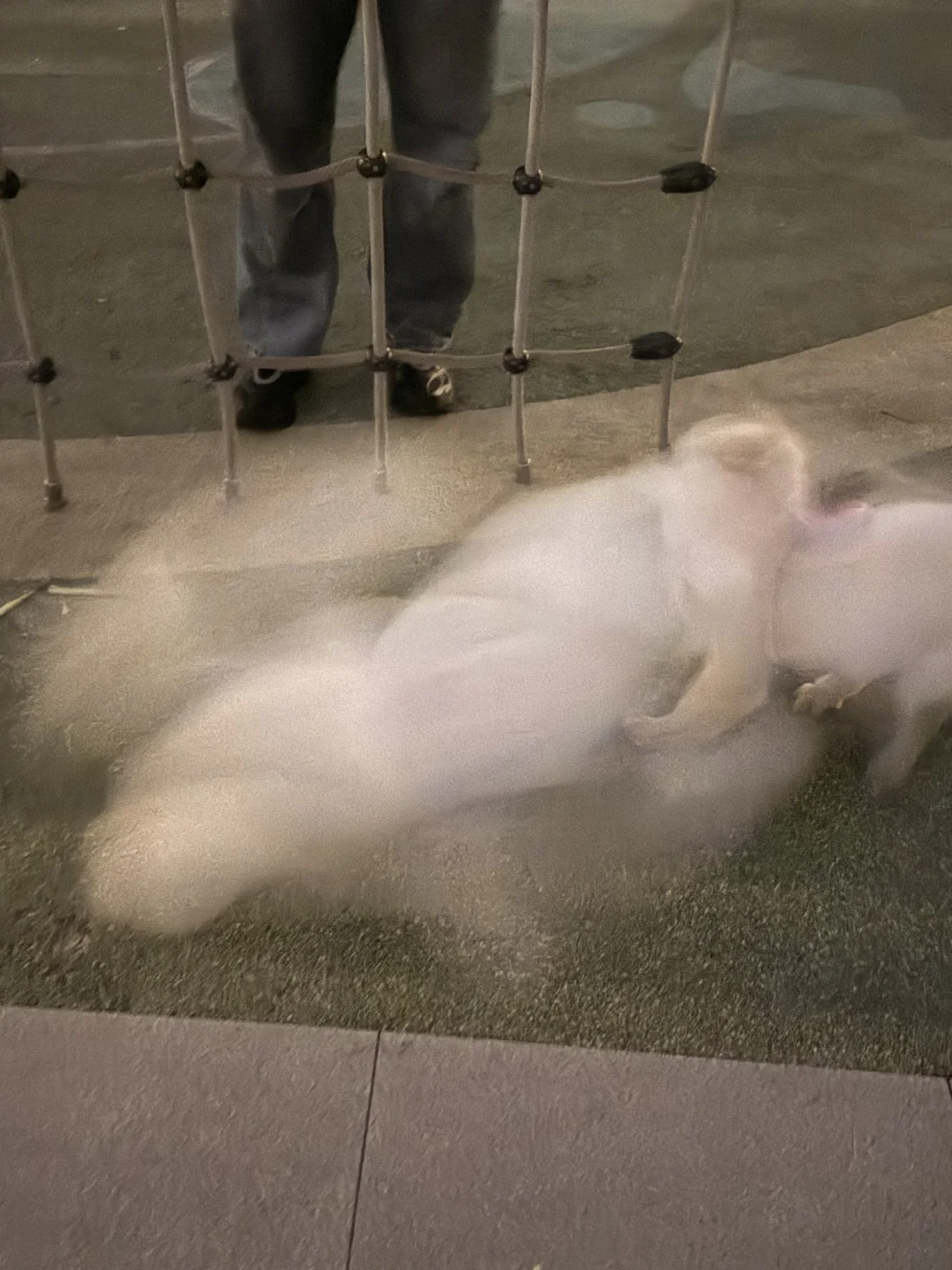 猜猜第一张那团白色玩意儿是啥？