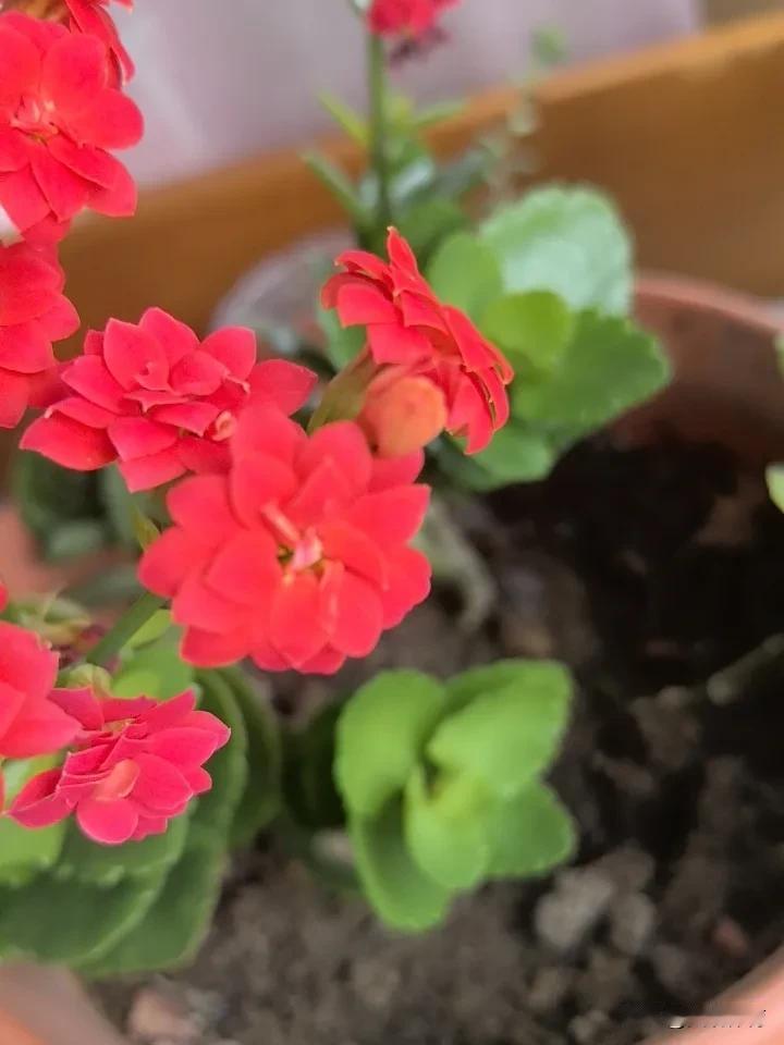 火红的长寿花艳丽无比，集大俗大雅于一体，雅俗共赏，美不胜收。