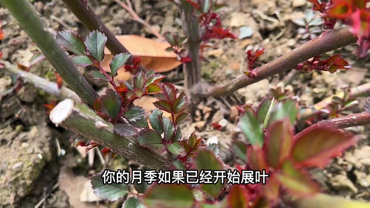 🌸月季展叶就该喂饱它！你的月季如果已经开始展叶，根系开始复苏，对水肥需求增加的