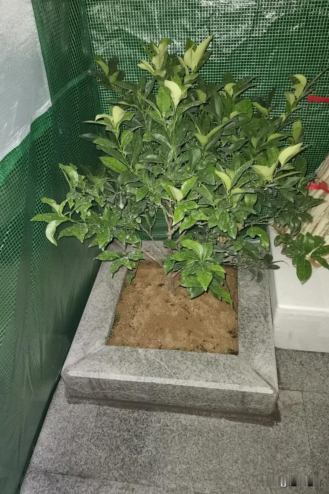 这棵金桔树真幸福，有自己的专用保暖卧室，如果来年不开花结果就把你赶走了哦。[呲牙