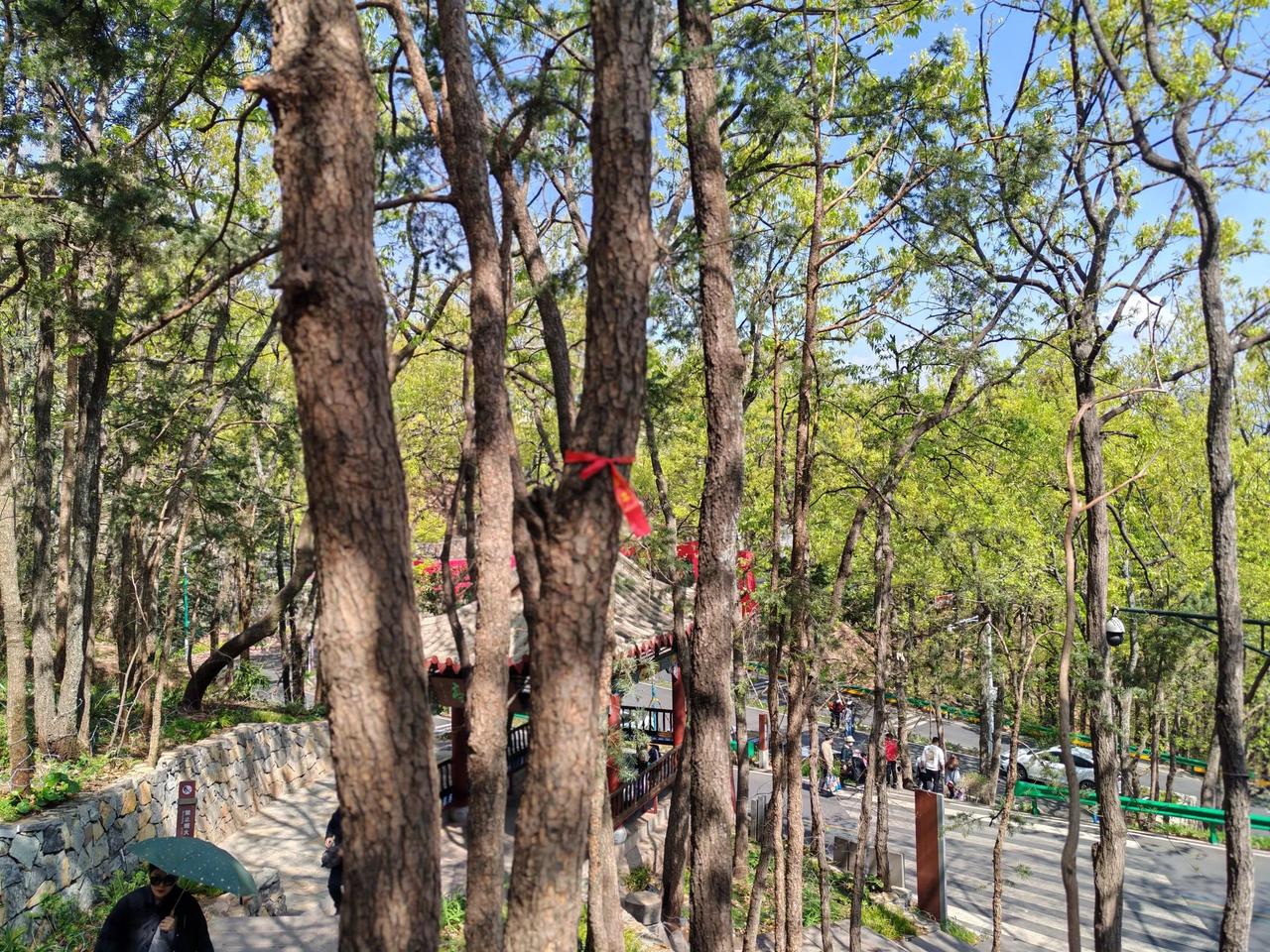 红丝系古树，翠荫护幽径 ，西昌泸山脚下的微型“翠云廊”。
原西昌市五中门前数十棵