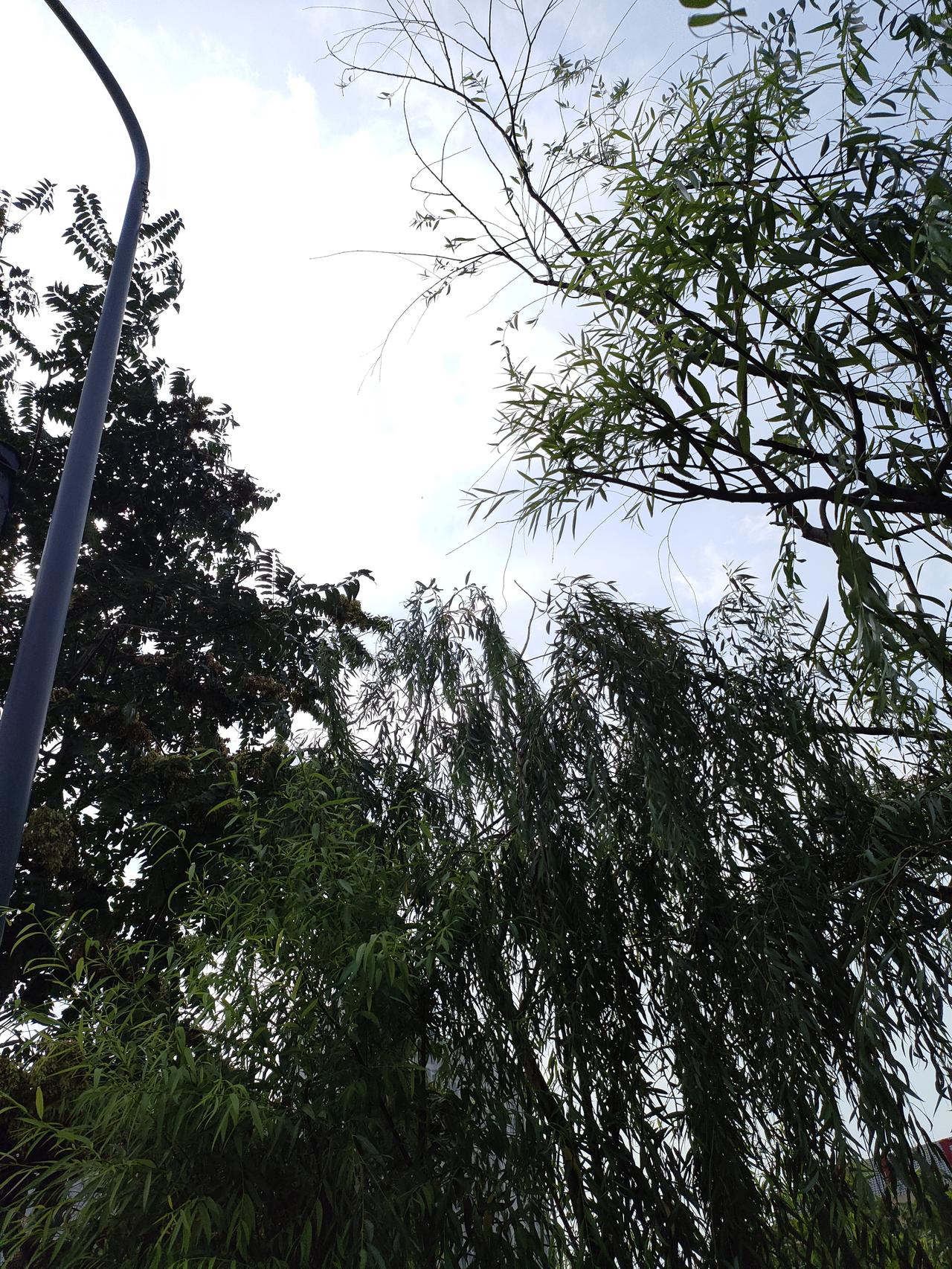 ​
2. 柔柳拂晴空，漫步河畔桥头，微风漫过枝叶，消解夏日的燥热。
