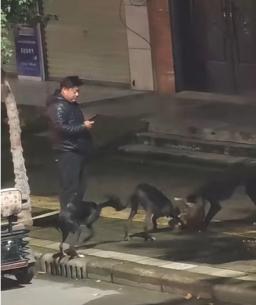 近日，河南漯河。深夜的大街上，三条大型恶犬撕咬流浪小狗，一旁的男子不仅视若无睹，