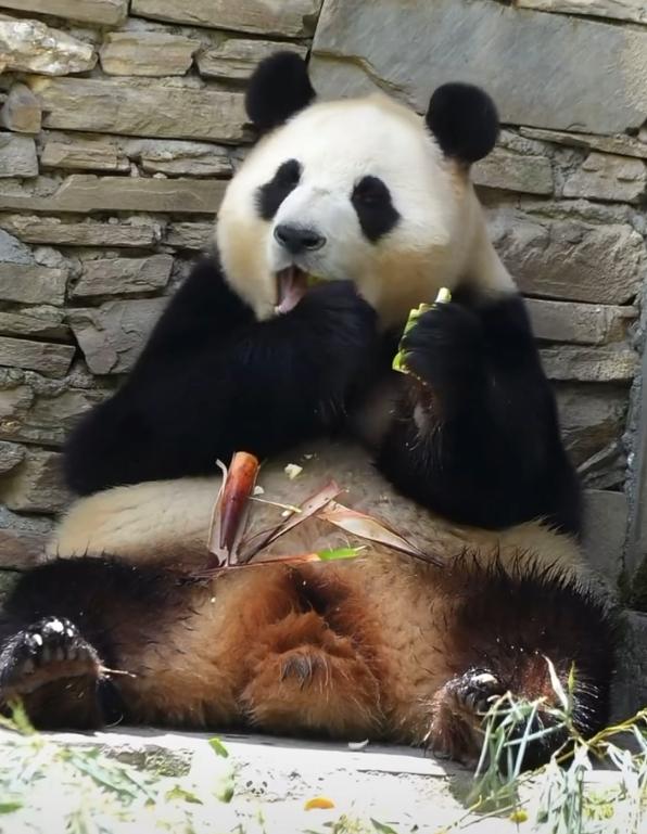 福宝干饭的样子，简直是熊猫界的 “干饭天花板”，连吃笋都吃出了 “双枪老太婆” 