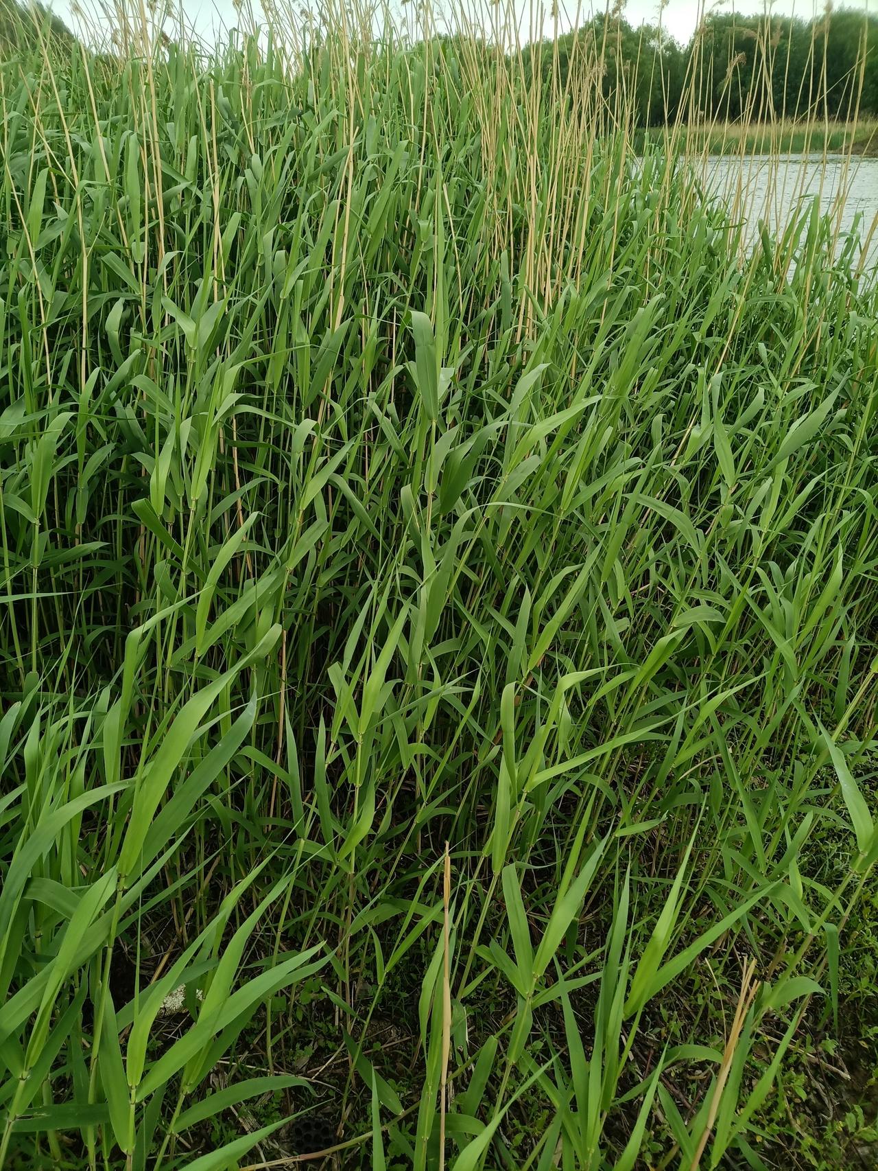 沈阳湖边上的芦苇荡，
这里面住着很多白头的小鸭子，
在沈阳5月份进入
恋爱期，孵