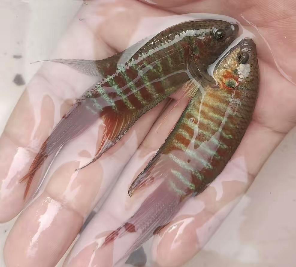 这是什么鱼呀？身边的人问了个遍，没有一个人知道叫什么名字的，无解呀！
有没有钓鱼