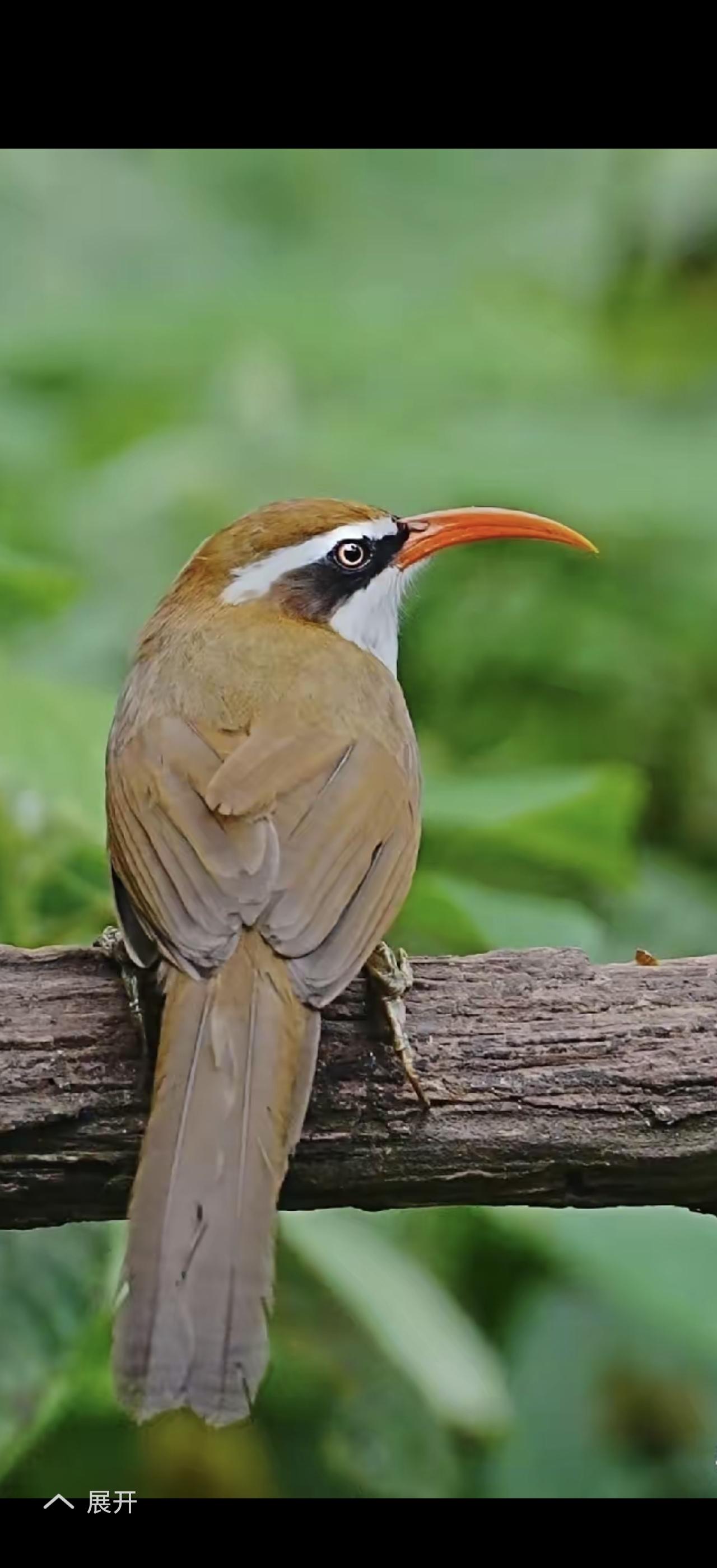 鸟语花香的季节，简直是人间仙境。就拿春天来说，清晨推开窗户，鸟儿欢快的歌声就钻进