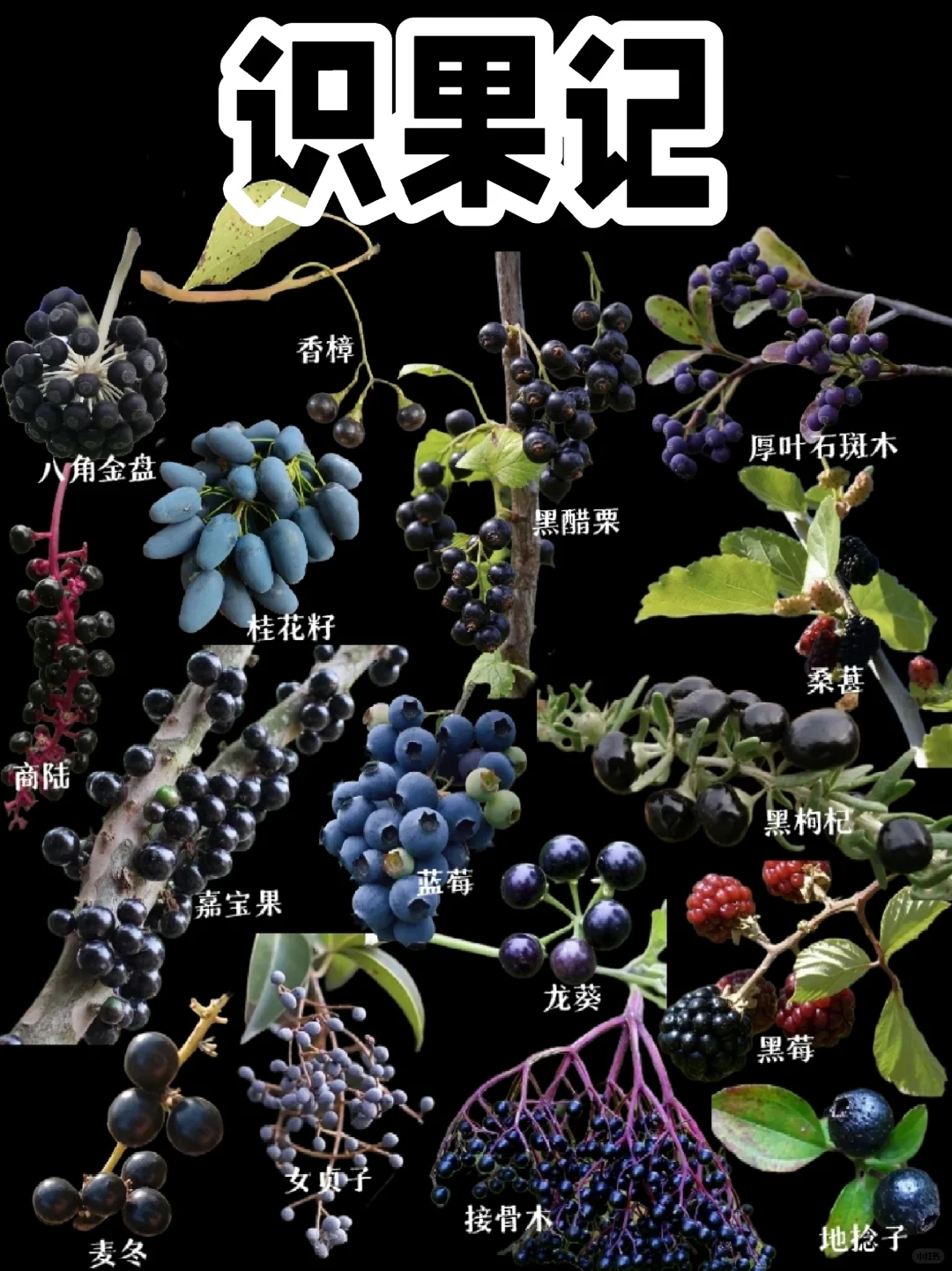 【识果记】第十七弹，黑色的果子