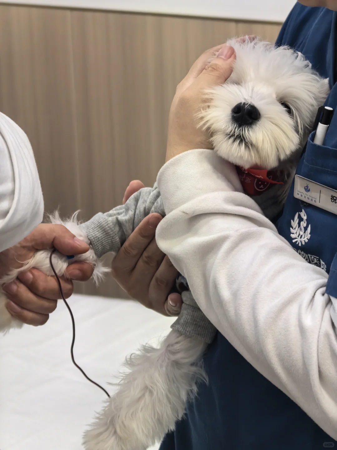 打针都不叫一下的天使宝宝