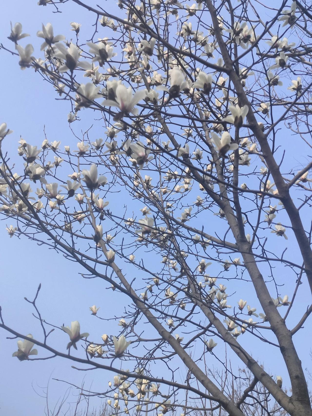 一句话记录春日心情春天的玉兰花开了，春天来到了北方。