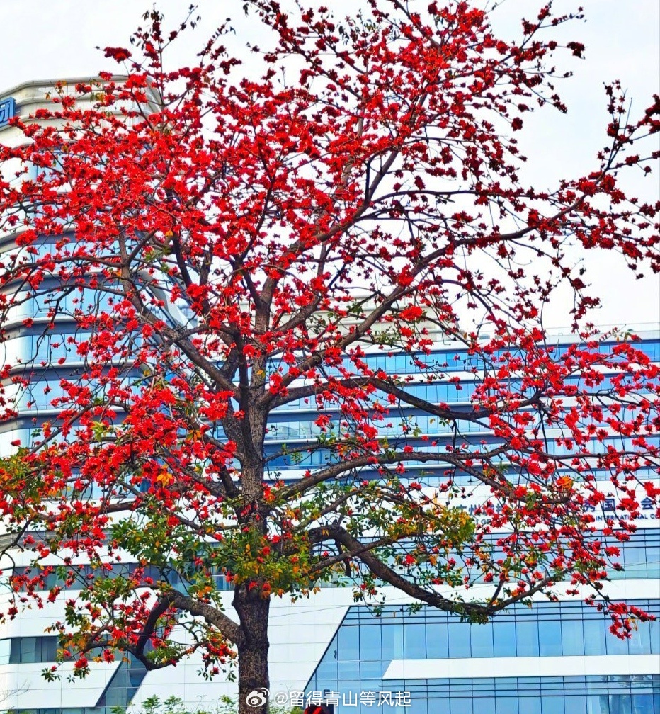 广东的木棉花树已经开得一片红火。千好万好，还是自己的家里好。 东莞