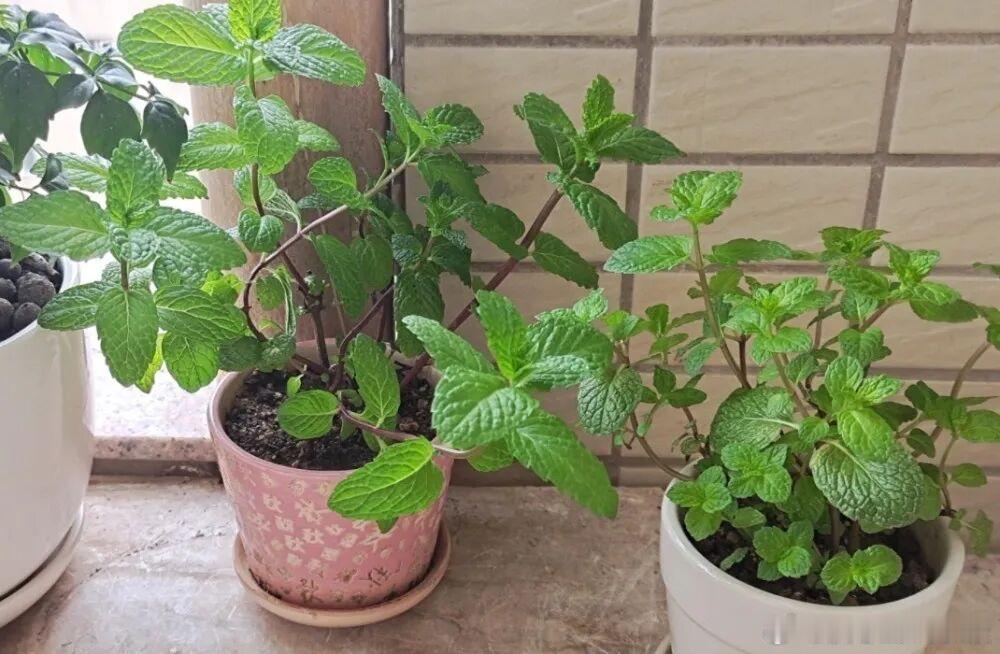 分享下薄荷种植方法1、薄荷需要大太阳很多朋友怕薄荷的叶子晒到了，晒伤了，实际上，